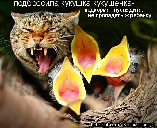 подбросила кукушка кукушенка- подкормят пусть дитя, не пропадать ж ребенку...... Котоматрица: подбросила кукушка кукушенка- подкормят пусть дитя, не пропадать ж ребенку...