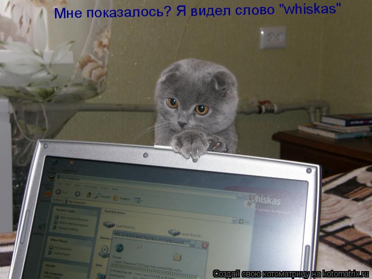 Мне показалось? Я видел слово "whiskas"... Котоматрица: Мне показалось? Я видел слово "whiskas"