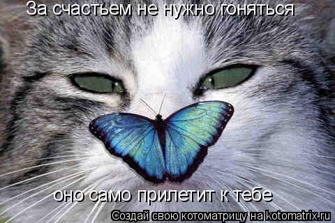 За счастьем не нужно гоняться оно само прилетит к тебе... Котоматрица: За счастьем не нужно гоняться оно само прилетит к тебе