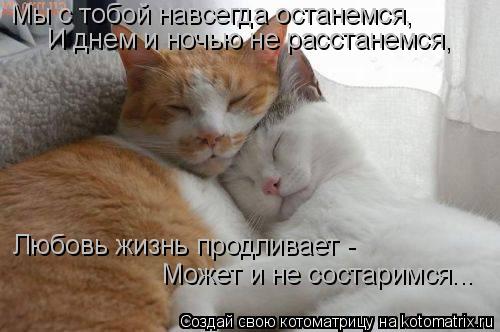 Мы с тобой навсегда останемся, И днем и ночью не расстанемся, Любовь жизнь продливает - Может и не с... Котоматрица: Мы с тобой навсегда останемся, И днем и ночью не расстанемся, Любовь жизнь продливает - Может и не состаримся...