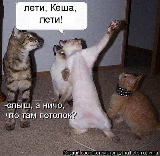 лети, Кеша, лети! -слыш, а ничо, что там потолок?... Котоматрица: лети, Кеша, лети! -слыш, а ничо, что там потолок?