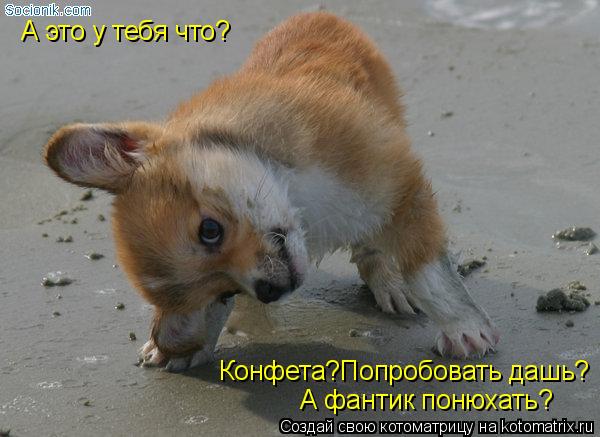 А это у тебя что? Конфета?Попробовать дашь? А фантик понюхать?... Котоматрица: А это у тебя что? Конфета?Попробовать дашь? А фантик понюхать?