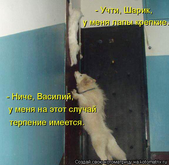 - Учти, Шарик, у меня лапы крепкие. - Ниче, Василий, у меня на этот случай терпение имеется.... Котоматрица: - Учти, Шарик, у меня лапы крепкие. - Ниче, Василий, у меня на этот случай терпение имеется.
