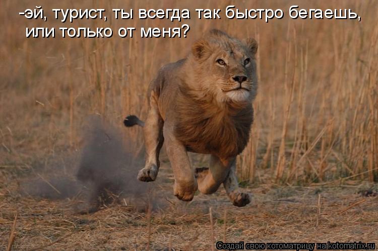 -эй, турист, ты всегда так быстро бегаешь, или только от меня?... Котоматрица: -эй, турист, ты всегда так быстро бегаешь, или только от меня?