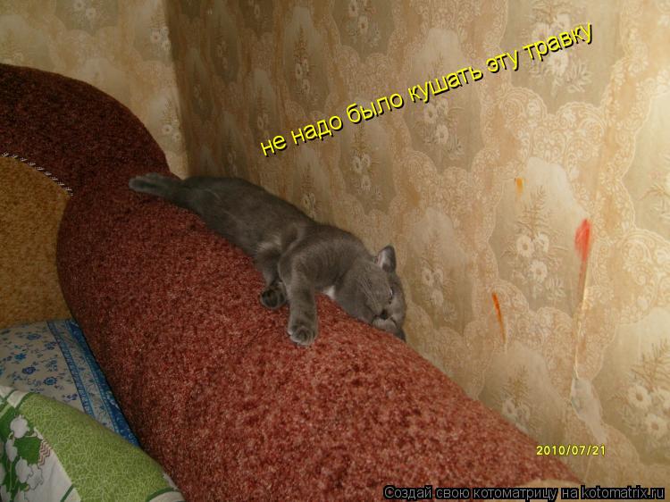не надо было кушать эту травку... Котоматрица: не надо было кушать эту травку