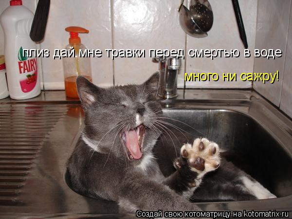 плиз дай мне травки перед смертью в воде много ни сажру!... Котоматрица: плиз дай мне травки перед смертью в воде много ни сажру!