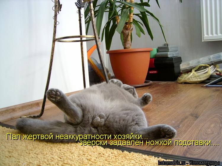 Пал жертвой неаккуратности хозяйки... зверски задавлен ножкой подставки....... Котоматрица: Пал жертвой неаккуратности хозяйки... зверски задавлен ножкой подставки....
