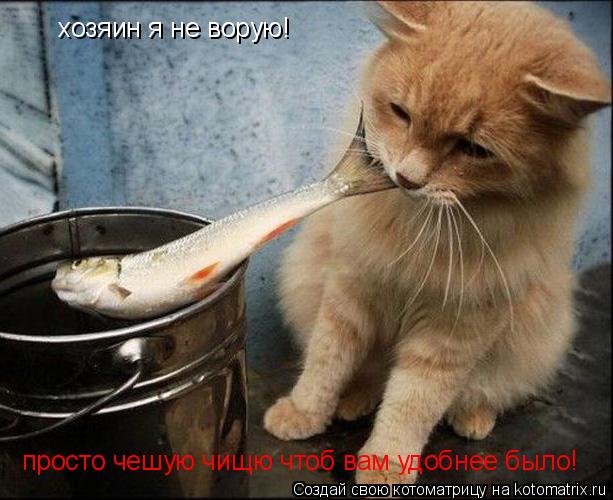 хозяин я не ворую! просто чешую чищю чтоб вам удобнее было!... Котоматрица: хозяин я не ворую! просто чешую чищю чтоб вам удобнее было!