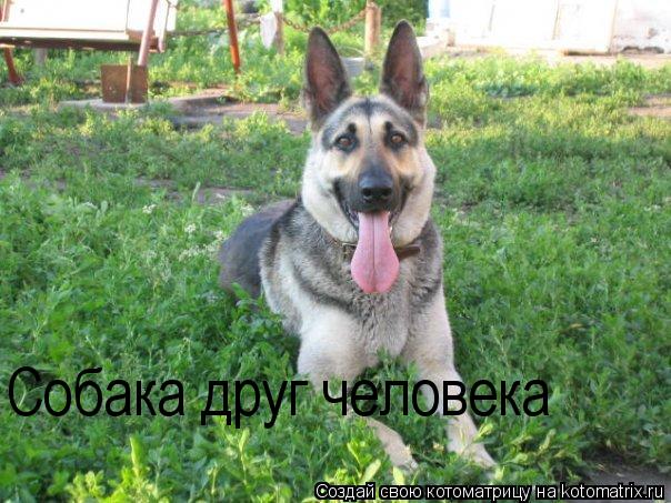 Собака друг человека... Котоматрица: Собака друг человека