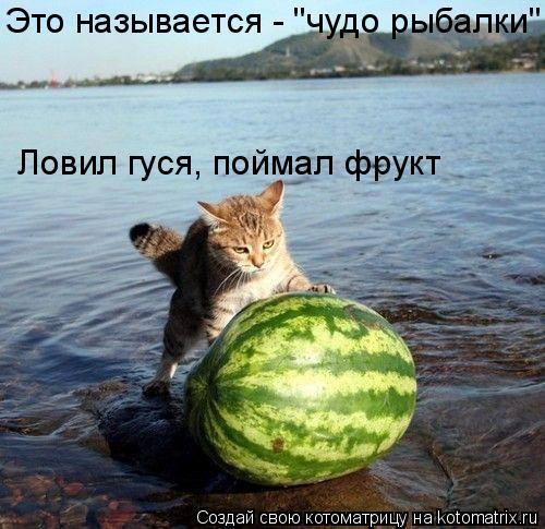 Это называется - "чудо рыбалки" Ловил гуся, поймал фрукт... Котоматрица: Это называется - "чудо рыбалки" Ловил гуся, поймал фрукт