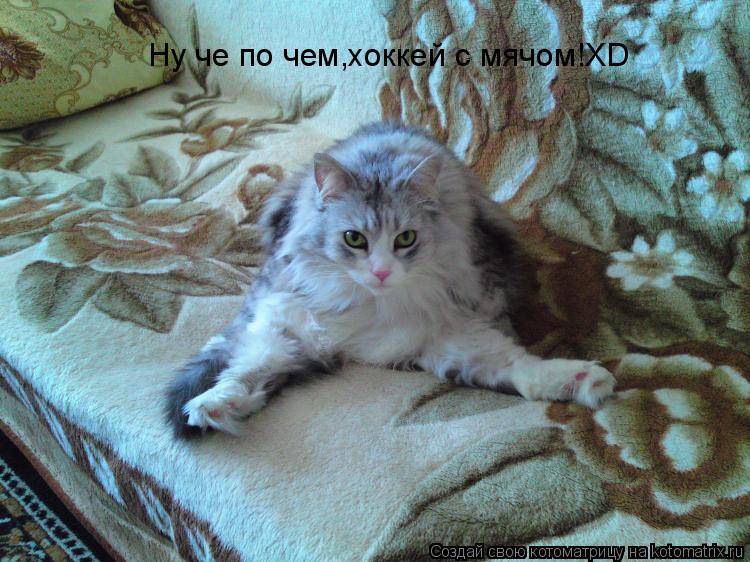 Ну че по чем,хоккей с мячом!ХD... Котоматрица: Ну че по чем,хоккей с мячом!ХD