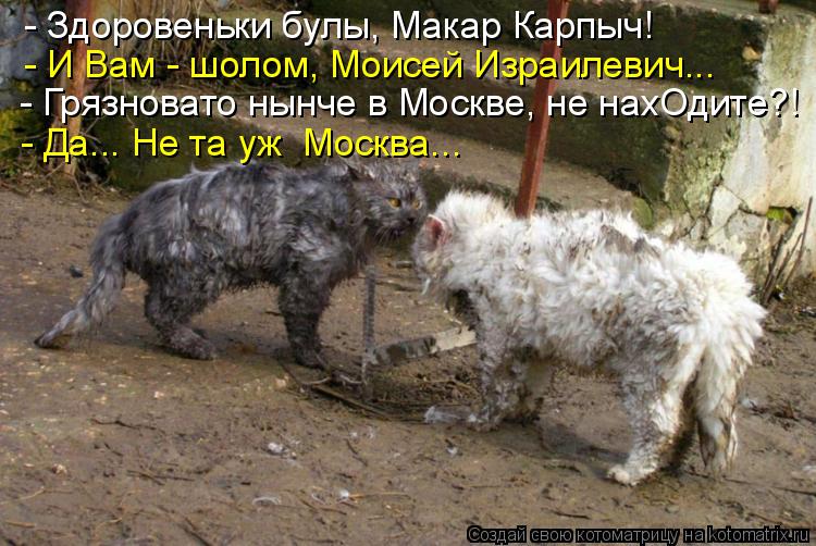 - Здоровеньки булы, Макар Карпыч! - И Вам - шолом, Моисей Израилевич... - Грязновато нынче в Москве, ... Котоматрица: - Здоровеньки булы, Макар Карпыч! - И Вам - шолом, Моисей Израилевич... - Грязновато нынче в Москве, не нахОдите?! - Да... Не та уж Москва...