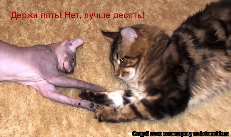 Держи пять! Нет, лучше десять!... Котоматрица: Держи пять! Нет, лучше десять!