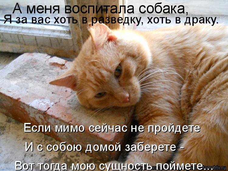 А меня воспитала собака, Я за вас хоть в разведку, хоть в драку. Если мимо сейчас не пройдете И с с... Котоматрица: А меня воспитала собака, Я за вас хоть в разведку, хоть в драку. Если мимо сейчас не пройдете И с собою домой заберете - Вот тогда мою сущнос