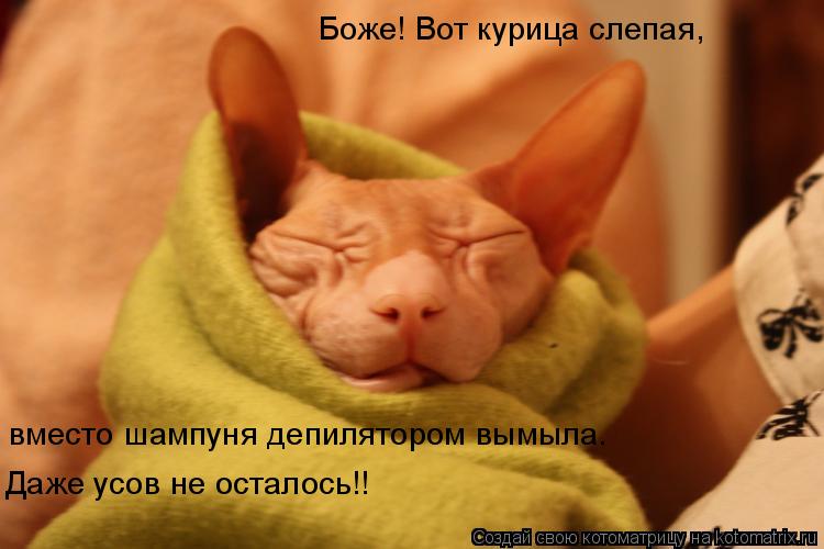 Боже! Вот курица слепая, вместо шампуня депилятором вымыла. Даже усов не осталось!!... Котоматрица: Боже! Вот курица слепая, вместо шампуня депилятором вымыла. Даже усов не осталось!!