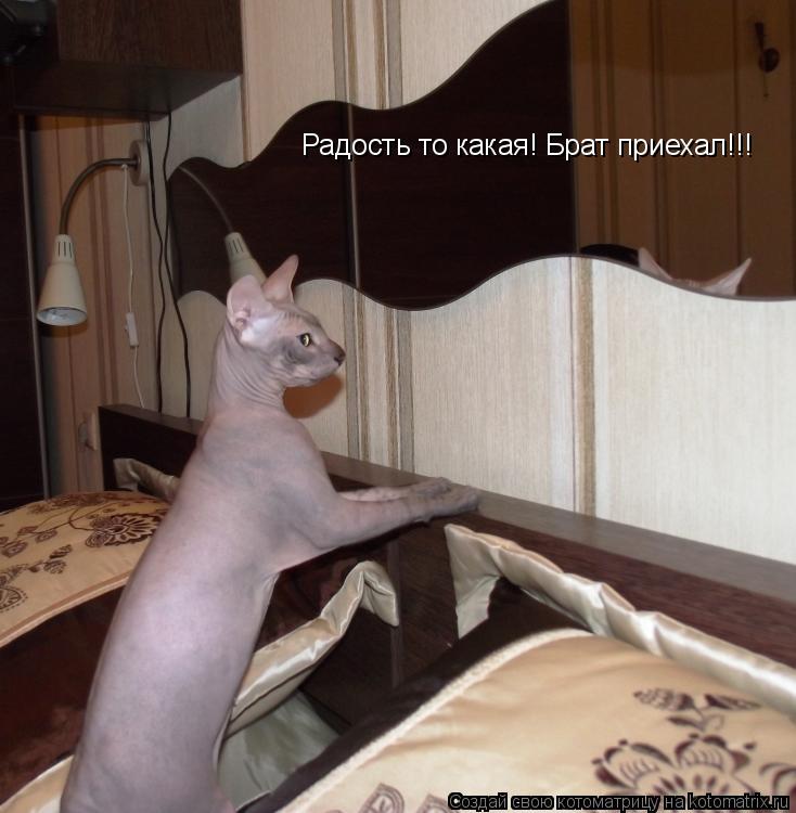 Радость то какая! Брат приехал!!!... Котоматрица: Радость то какая! Брат приехал!!!