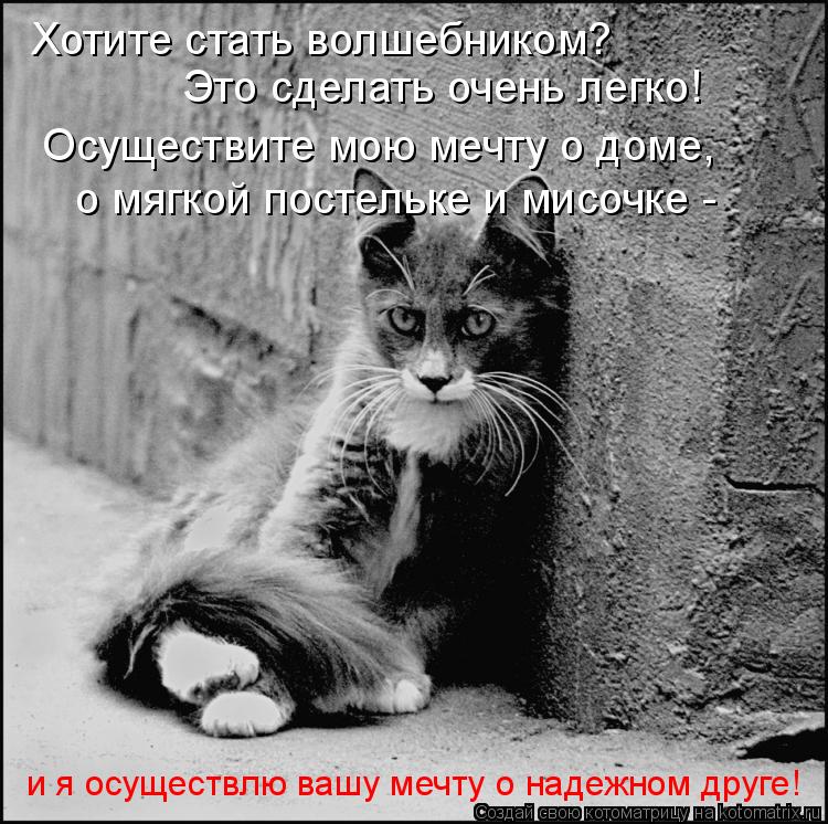 Хотите стать волшебником? Это сделать очень легко! Осуществите мою мечту о доме, о мягкой постельке... Котоматрица: Хотите стать волшебником? Это сделать очень легко! Осуществите мою мечту о доме, о мягкой постельке и мисочке - и я осуществлю вашу мечту о