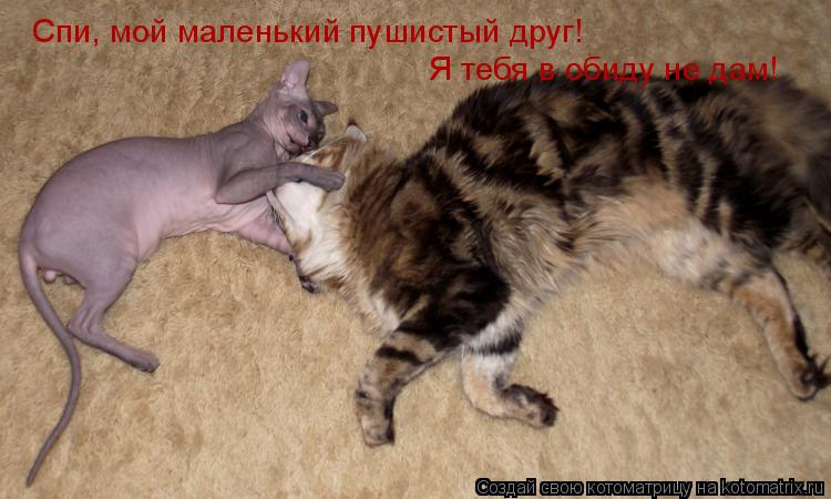 Спи, мой маленький пушистый друг! Я тебя в обиду не дам!... Котоматрица: Спи, мой маленький пушистый друг! Я тебя в обиду не дам!