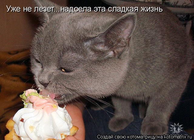 Уже не лезет...надоела эта сладкая жизнь... Котоматрица: Уже не лезет...надоела эта сладкая жизнь