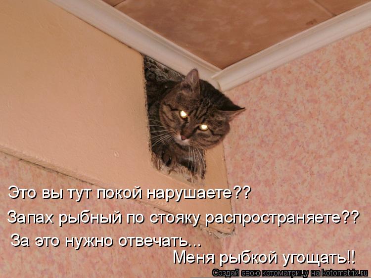 Это вы тут покой нарушаете?? Запах рыбный по стояку распространяете?? За это нужно отвечать... Меня р... Котоматрица: Это вы тут покой нарушаете?? Запах рыбный по стояку распространяете?? За это нужно отвечать... Меня рыбкой угощать!!