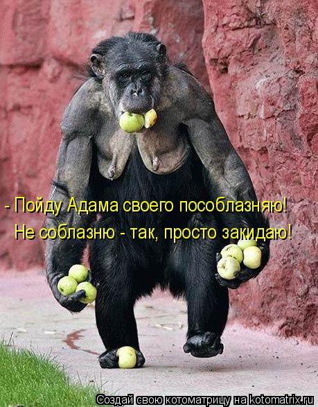 - Пойду Адама своего пособлазняю! Не соблазню - так, просто закидаю!... Котоматрица: - Пойду Адама своего пособлазняю! Не соблазню - так, просто закидаю!