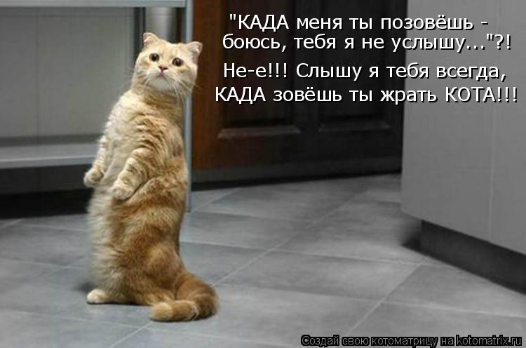 "КАДА меня ты позовёшь - боюсь, тебя я не услышу….."?! Не-е!!! Слышу я тебя всегда, КАДА зовёшь ты жр... Котоматрица: "КАДА меня ты позовёшь - боюсь, тебя я не услышу….."?! Не-е!!! Слышу я тебя всегда, КАДА зовёшь ты жрать КОТА!!!