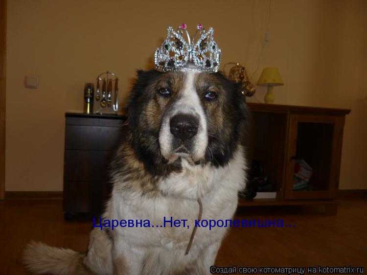 Царевна...Нет, королевишна...... Котоматрица: Царевна...Нет, королевишна...