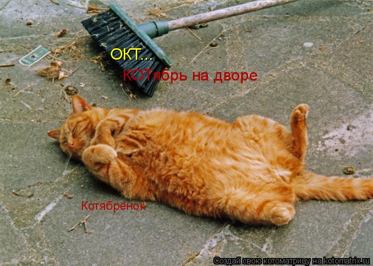 ОКТ... Котябрёнок КОТябрь на дворе... Котоматрица: ОКТ... Котябрёнок КОТябрь на дворе