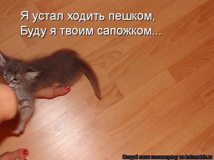 Я устал ходить пешком, Буду я твоим сапожком...... Котоматрица: Я устал ходить пешком, Буду я твоим сапожком...