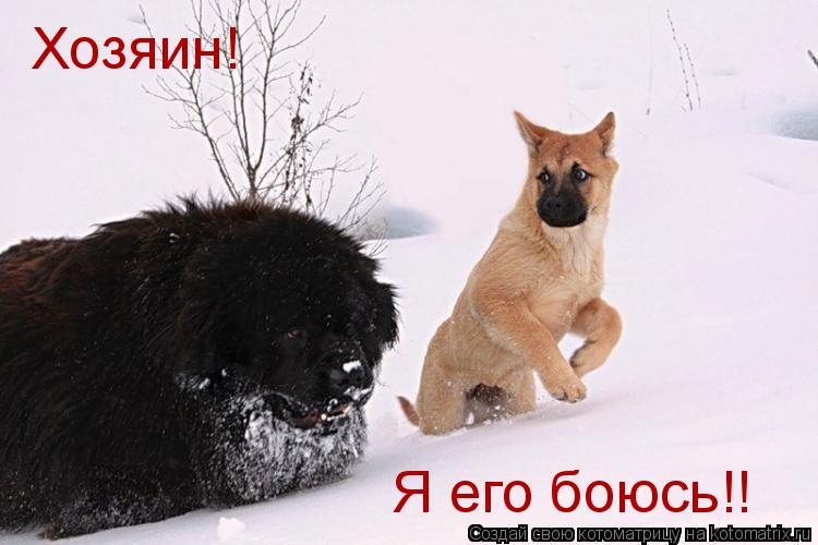 Хозяин! Я его боюсь!!... Котоматрица: Хозяин! Я его боюсь!!