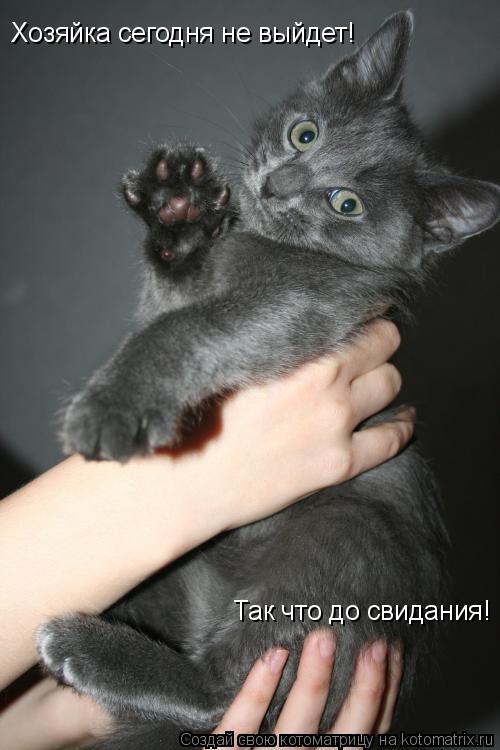 Хозяйка сегодня не выйдет! Так что до свидания!... Котоматрица: Хозяйка сегодня не выйдет! Так что до свидания!