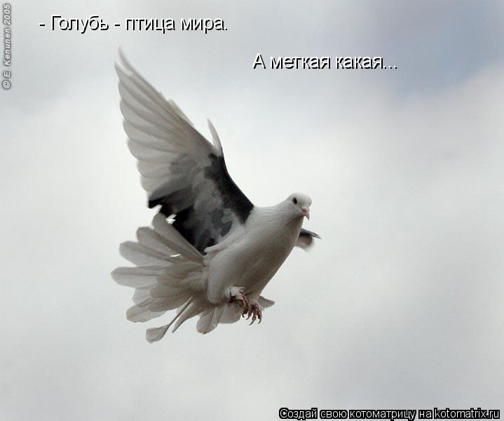 - Голубь - птица мира. А меткая какая... А меткая какая...... Котоматрица: - Голубь - птица мира. А меткая какая... А меткая какая...