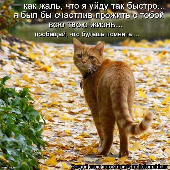как жаль, что я уйду так быстро... я был бы счастлив прожить с тобой всю твою жизнь... пообещай, что... Котоматрица: как жаль, что я уйду так быстро... я был бы счастлив прожить с тобой всю твою жизнь... пообещай, что будешь помнить....