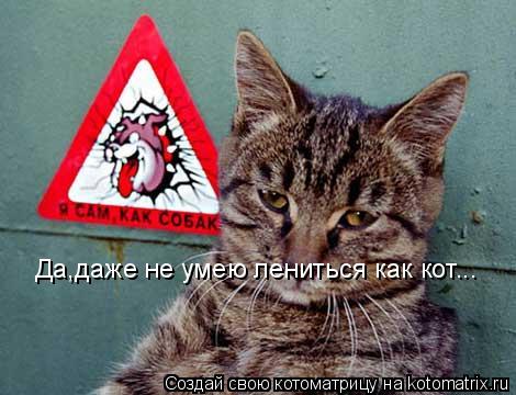 Да,даже не умею лениться как кот...... Котоматрица: Да,даже не умею лениться как кот...