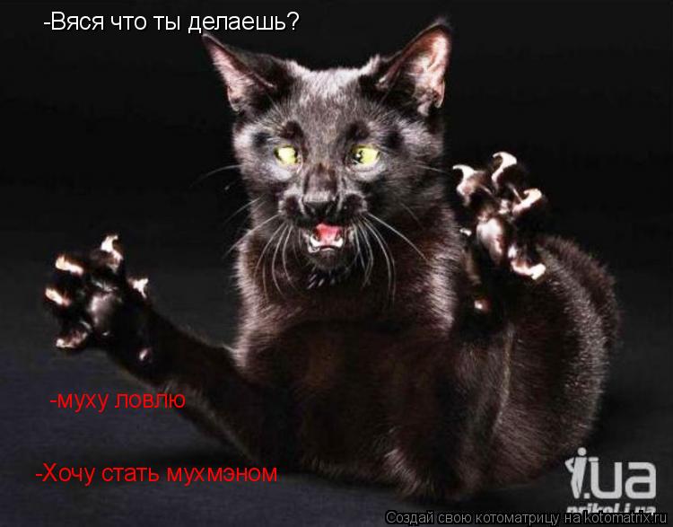 -Вяся что ты делаешь? -Хочу стать мухмэном -муху ловлю... Котоматрица: -Вяся что ты делаешь? -Хочу стать мухмэном -муху ловлю