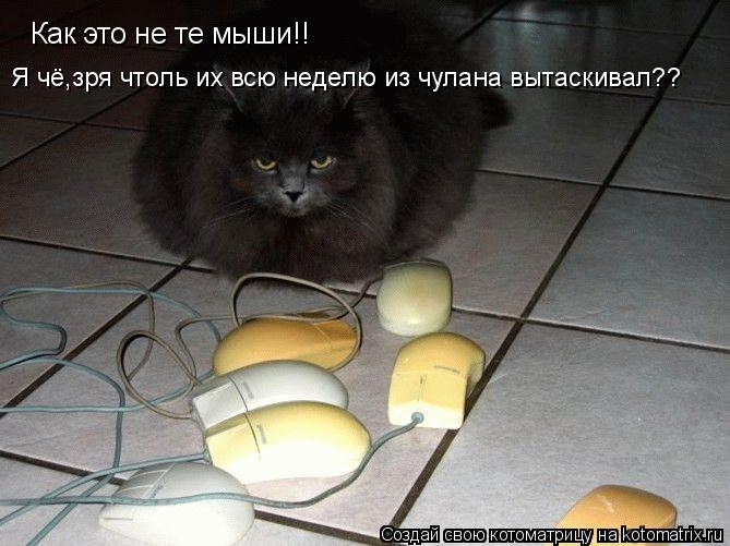 Как это не те мыши!! Я чё,зря чтоль их всю неделю из чулана вытаскивал??... Котоматрица: Как это не те мыши!! Я чё,зря чтоль их всю неделю из чулана вытаскивал??