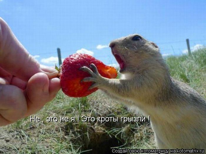 Не , это не я ! Это кроты грызли !... Котоматрица: Не , это не я ! Это кроты грызли !