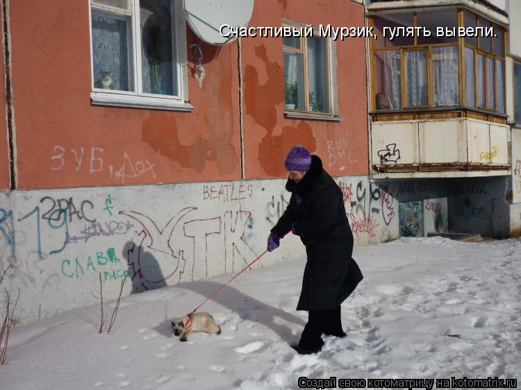 Счастливый Мурзик, гулять вывели.... Котоматрица: Счастливый Мурзик, гулять вывели.