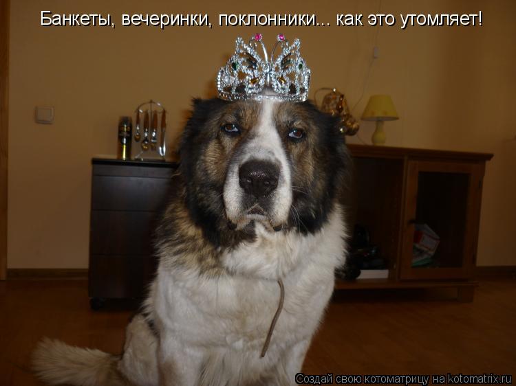 Банкеты, вечеринки, поклонники... как это утомляет!... Котоматрица: Банкеты, вечеринки, поклонники... как это утомляет!