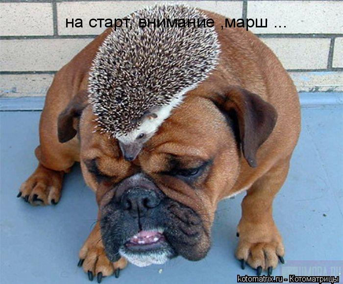 на старт, внимание ,марш ...... Котоматрица: на старт, внимание ,марш ...