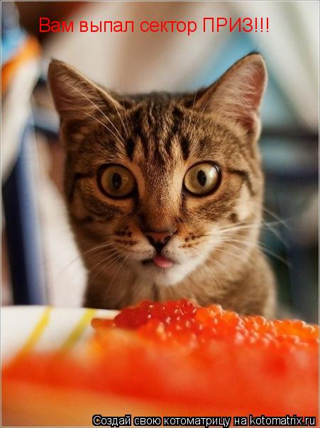 Вам выпал сектор ПРИЗ!!!... Котоматрица: Вам выпал сектор ПРИЗ!!!