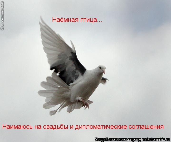 Наёмная птица... Наимаюсь на свадьбы и дипломатические соглашения... Котоматрица: Наёмная птица... Наимаюсь на свадьбы и дипломатические соглашения