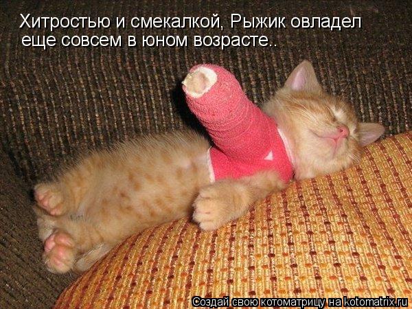 Хитростью и смекалкой, Рыжик овладел еще совсем в юном возрасте..... Котоматрица: Хитростью и смекалкой, Рыжик овладел еще совсем в юном возрасте..