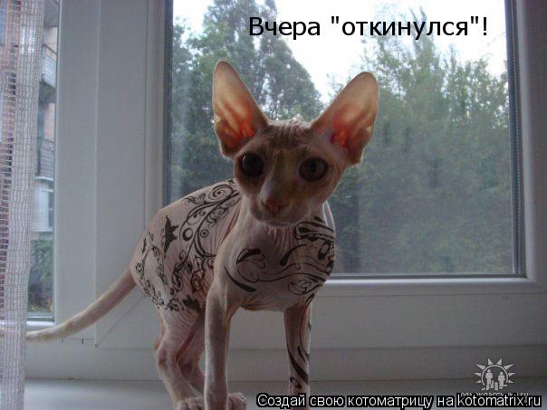 Вчера "откинулся"!... Котоматрица: Вчера "откинулся"!