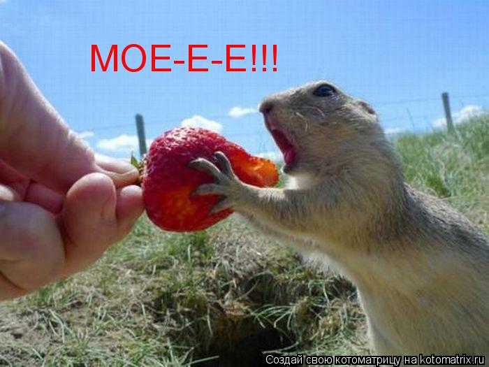 МОЕ-Е-Е!!!... Котоматрица: МОЕ-Е-Е!!!
