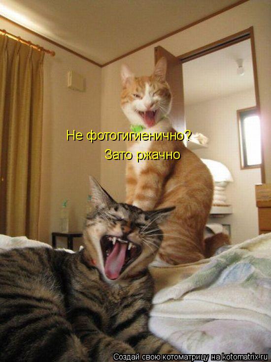 Не фотогигиенично? Зато ржачно... Котоматрица: Не фотогигиенично? Зато ржачно