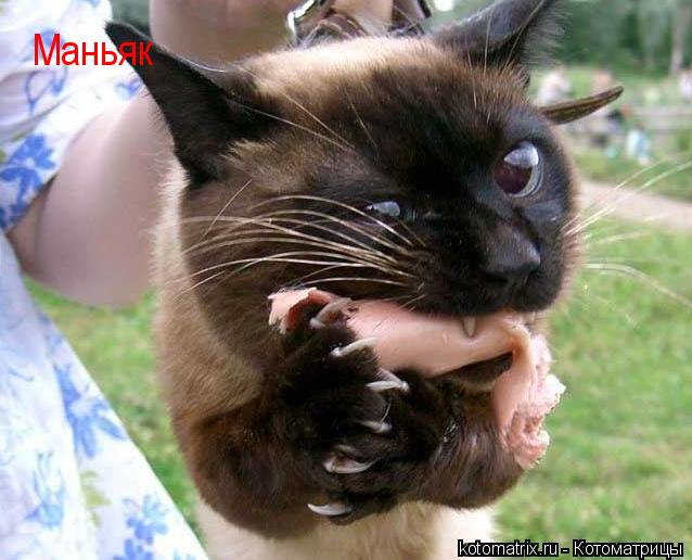 Маньяк... Котоматрица: Маньяк