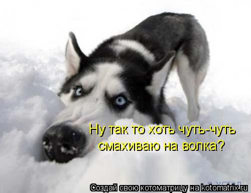 Ну так то хоть чуть-чуть смахиваю на волка?... Котоматрица: Ну так то хоть чуть-чуть смахиваю на волка?