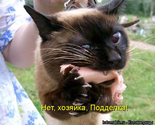 Нет, хозяйка, Подделка!... Котоматрица: Нет, хозяйка, Подделка!
