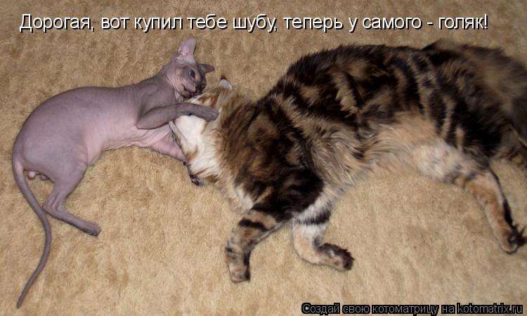 Дорогая, вот купил тебе шубу, теперь у самого - голяк!... Котоматрица: Дорогая, вот купил тебе шубу, теперь у самого - голяк!